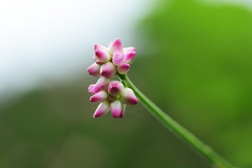 Persicaria senticasa flowers