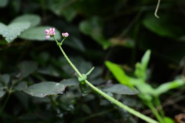Persicaria senticasa flowers