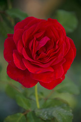FLOWERS - red rose