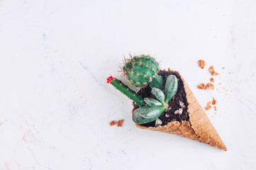 Cactus and succulents in the ice cream cone on white stone background