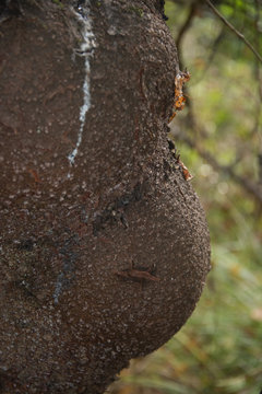  abstraction - pregnant tree