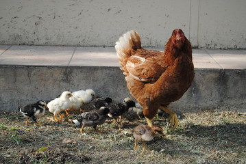 Mom Chicken and Her Childrens