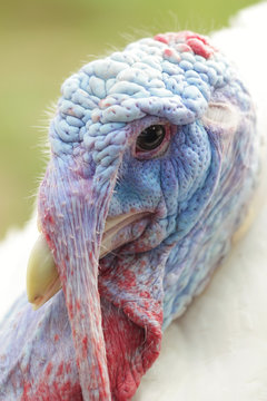 Male turkey portrait
