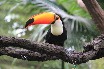 Toucan with a massive orange beak sits on a branch in a Singapore Zoo © zeflue