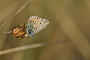 Common Blue Butterfly, U.K.
Macro image of an insect.