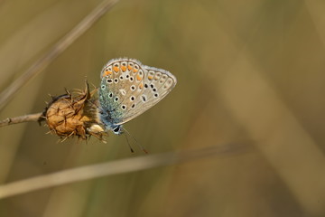 Common Blue Butterfly, U.K.
Macro image of an insect.