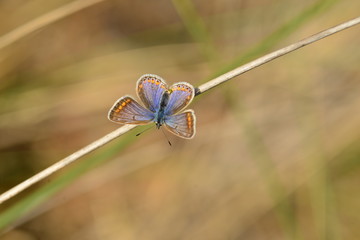 Brown Argus Butterfly, U.K.
Macro image of a female insect.