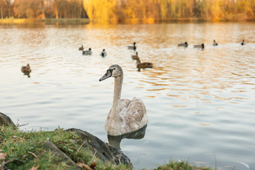 Białe łabędzie w parku. Jesień © Michał Magiera
