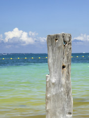 Driftwood on the beach
