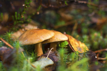 mushrooms in the forest. many bovine mushrooms