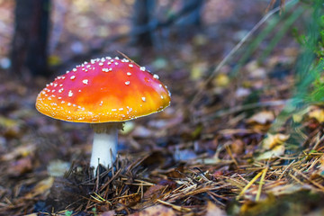 fly agaric.mushroom in forests.