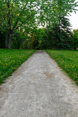Fototapeta na wymiar Straight Gravel Path Leading Into A Forest Of Green Trees With Green Grass And Dandelions On Both Sides