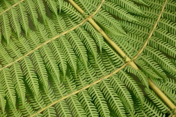 Tropical fern branch, rows of delicate leaf patterns, Costa Rica