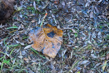 HOJA DE OTOÑO EN EL SUELO