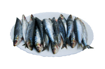 Fresh sardines fish on the white plate