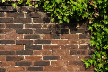Ivy and air roots near brick wall, backdrop of massive red brick