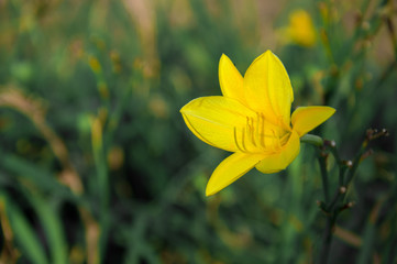 Obraz premium Zephyranthes, Rain Lily (Yellow) - Bulbs