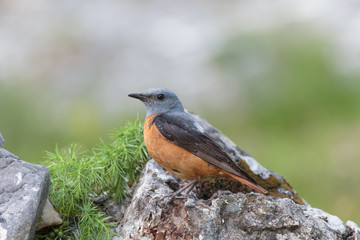 Rock thrush 018