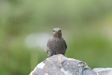 Obraz premium Solitary bird 017