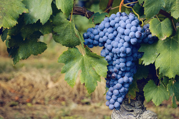 bunch of nebbiolo grape in the vineyards of Barolo (Langhe wine district, Italy), in september before harvest - 222699014
