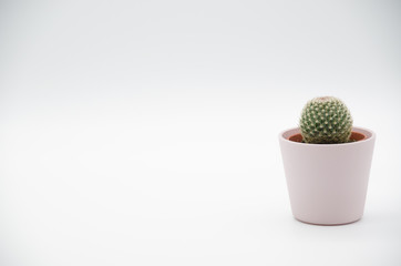 Cactus in white Background