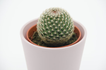 Cactus in white Background