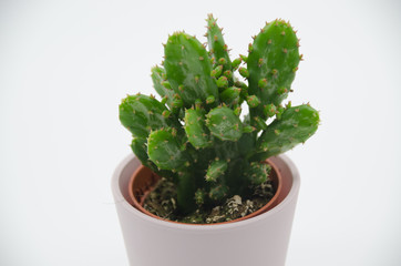 Cactus in white Background