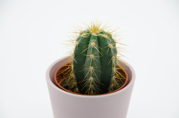 Cactus in white Background