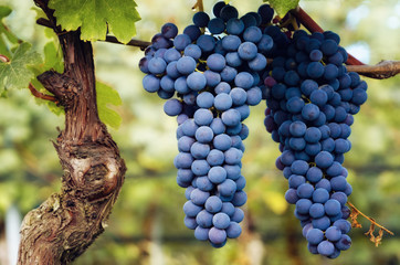 bunch of nebbiolo grape in the vineyards of Barolo (Langhe wine district, Italy), in september before harvest