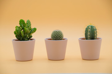 Cactus in cream Background