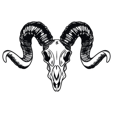 isolated and vectorized hand drawn ram skull in black and white