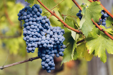 bunch of nebbiolo grape in the vineyards of Barolo (Langhe wine district, Italy), in september before harvest