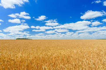 Naklejka premium Field of the ripe yellow wheat under blue sky and clouds