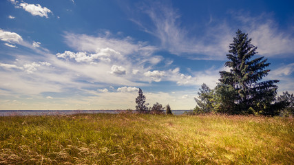 summer countryside. Beautiful landscape with a spruce on the right against a cloudy sky and grass...