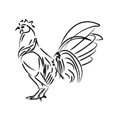 Outline draw chicken