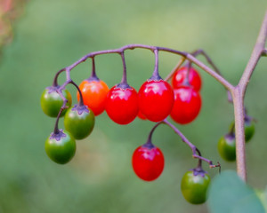 Berries