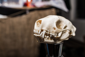 Skunk Skull Wine Cork - 06