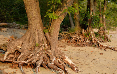 Tree roots close up.