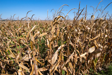 Vertrocknetes Maisfeld