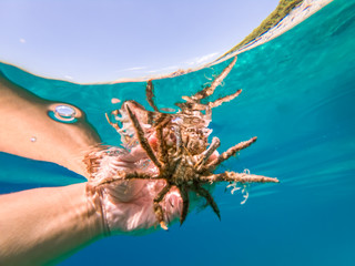 Spider crab of Adriatic sea