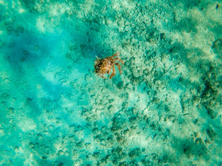 Spider crab of Adriatic sea