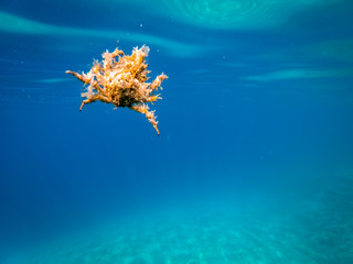 Spider crab of Adriatic sea