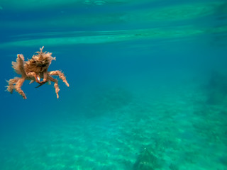 Spider crab of Adriatic sea