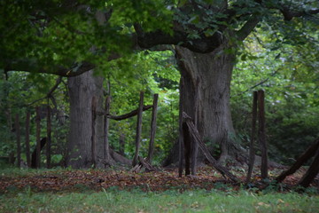 Trees with broken fence posts