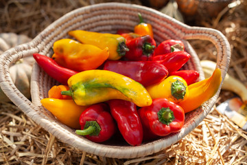 Paprikaschotten im Korb