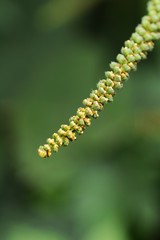 Ragweed (Ambrosia artemisiifolia)