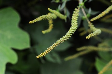 Ragweed (Ambrosia artemisiifolia)