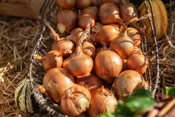 Zwiebeln im Korb