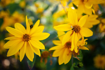 Sonnenaugeblume - Spitzentänzerin - Heliopsis scabra