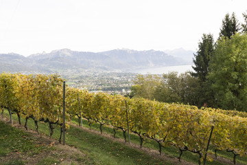 Vineyard in Switzerland